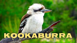 Laughing kookaburra sounds [upl. by Simone47]