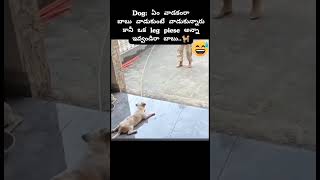 funny funnyvideo funnyshorts funnycomedy funnyanimals funnyclipsfunnydog funnydogsfunnydog [upl. by Doane]