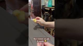 CACHORRO ADORA FURTAR COMIDA 😂 Parte 2 cachorro viralvideo dogs [upl. by Uhile451]