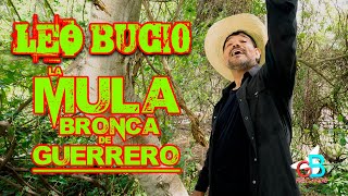 quotLa Mula Bronca El Corridoquot Leo Bucio Video Músical [upl. by Eiramalegna]