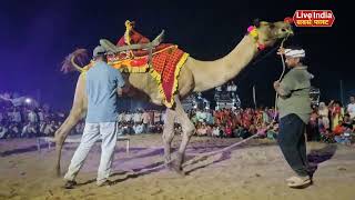 Unt ka bugla dance।।camel dance।।unt ka nach [upl. by Lien]