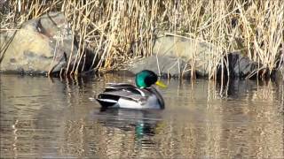 Natuurfilm Ameland Martha Appelman 2012 [upl. by Tarrah609]