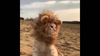 Funny cat with lion mane costume walking in desert [upl. by Aiekram67]