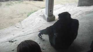 Chimpanzees Mating at the Zoo [upl. by Ayaros]