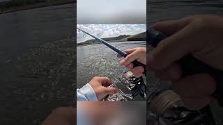 I had a BIG striped bass break my A rig hybridstripedbass fishing stripedbass fall bass fish [upl. by Dud5]