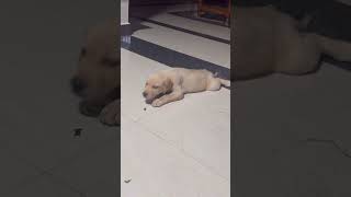 Cuteness overload 🥰 trending shorts funny viralvideo labrador cute comedy short dog pets [upl. by Phipps275]