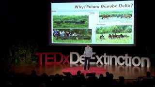 Restoring europes wildlife with aurochs and others Henri KerkdijkOtten at TEDxDeExtinction [upl. by Ordisi826]