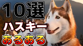 ハスキー犬ファンならわかる！ハスキーのユニークなあるある行動世界の犬猫動物CH [upl. by Lapotin202]