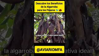 Descubre los Beneficios de la Algarroba para los Pájaros 🐦🌰 jilguero algarroba naturaleza aves [upl. by Einavoj966]