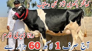 Rana Dairy Farm is Pakistans Top cows Farm  Friesian cross cows For sale cow visitpakistan [upl. by Ran]