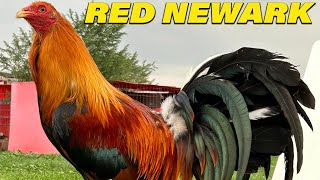 Albany Kelso 20k Col Givens Hatch Ruble  Red Newark Farm Beautiful Chicken [upl. by Fortna]