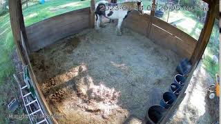 Magic In Motion Gypsy Vanners Foaling Cam [upl. by Essilem]