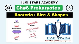 Size and Shapes of Bacteria  Class 11 Biology Chapter 6 Prokaryotes [upl. by Rick]