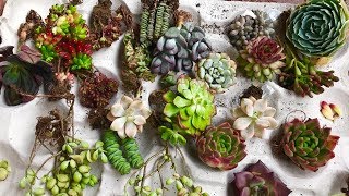 Huge rare succulent haul ll INDIAN succulent collection [upl. by Sink]