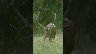 Brâme du cerf brame chasseurs cerf [upl. by Martinsen]