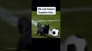 Cat Scored a Goal 🤯 football [upl. by Ellis453]