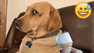 Try Not To Laugh Dogs And Cats 😁  Best Funniest Animals Video 2024  Part 29 [upl. by Onifur]