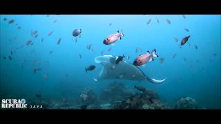 Scuba Republic  Jaya Liveaboard Raja Ampat [upl. by Solberg433]