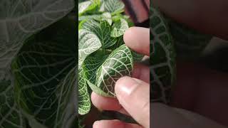 Fittonia plant care tips 🌱🌱🌱ytshorts garden plants [upl. by Yedsnil]