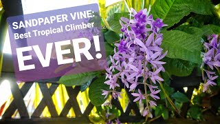 SANDPAPER VINE Best Tropical Climber Plant Ever [upl. by Eanod]