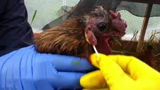 FPG Treating Our Rescue Roosters For Favus avian ringworm [upl. by Nadroj]