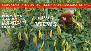 🔴cara atasi patek antraknosa pada cabe kusus pemula yg minim modal di jamin sembuh ‼️🔥 [upl. by Bible213]