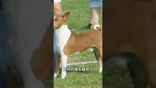 【吠えない犬】「バセンジーの魅力に驚愕！知られざる3つの事実」 犬好き [upl. by Oibirot534]