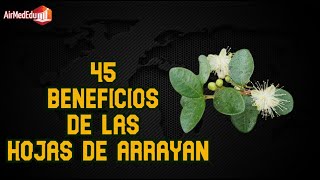 45 Beneficios de las Hojas de Arrayan [upl. by Maite]