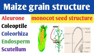 Structure of maize grain  Endospermic seed structure  monocot seed structure  Scutellum [upl. by Millisent]