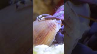 Dive Into the Fascinating World of BlueLegged Hermit Crabs 🦀🌊 brstv [upl. by Rezal107]