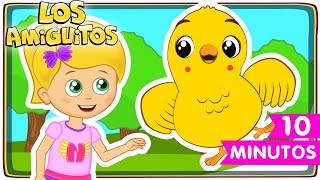 El Pollito Amarillito colección 🐥  Los Amiguitos Canciones Infantiles [upl. by Columba150]