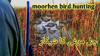 moorhen huntingpak hunting vlog hunting 2023 [upl. by Halyahs]