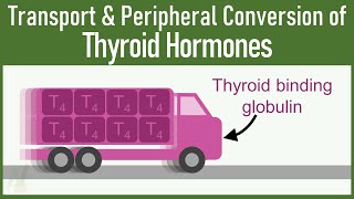 SECRETS of Transport and Peripheral Conversion of Thyroid Hormones THAT VERY FEW KNOWS [upl. by Reave]