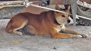 Pregnant Shiba Inu Mother with Tumor Neglected by Owner Loses Her Puppies – Truly Heartbreaking [upl. by Urial258]