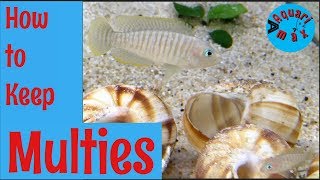 How to Keep Neolamprologus multifasciatus [upl. by Laleb]