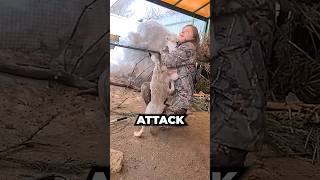 Brutal hare attack at wildlife rehabilitation centre hare rabbit shorts [upl. by Herrera]