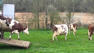 Sortie de bétaillère  premiers pas dans les champs pour les génisses  Gaec des forges [upl. by Annahsohs]