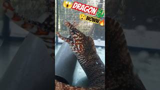 Japnese Dragon🐉 Eel 😲 fish aquarium fishtank marine eel dragonfish shorts aura [upl. by Anelrahc]