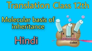 Translation biology class 12th by be educated in hindi [upl. by Timmons]