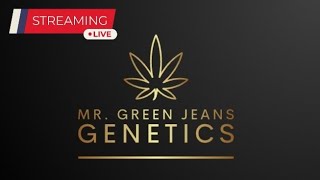 Live w Mr Green Jeans Genetics [upl. by Seamus]