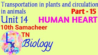 10 std Biounit 14 circulation in animalsHuman HeartPart 15Samacheer [upl. by Isabea342]