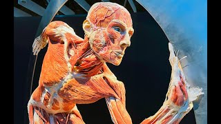 BODY WORLDS at the Science Museum of Virginia [upl. by Eatton548]