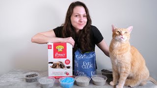 Top 10 Best Cat Litters of 2021 We Tried Them All [upl. by Varhol816]