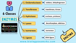 Classification and Nomenclature of Enzymes with Examples  6 Classes of Enzymes with Examples [upl. by Fradin]