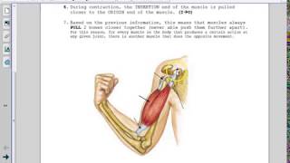 Understanding Skeletal Muscles An Introduction to Origin Insertion and Action [upl. by Aicnarf]