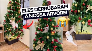 OS GATINHOS QUEBRARAM NOSSA ÁRVORE DE NATAL 😭🎄 [upl. by Figueroa187]