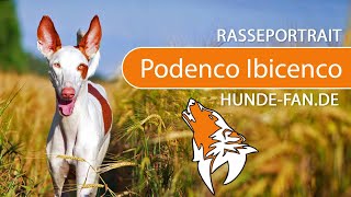 ► Podenco Ibicenco 2019 Rasse Aussehen amp Charakter [upl. by Lorrimor]