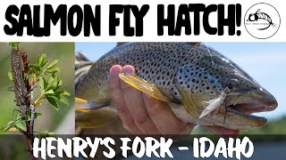 Fly Fishing Henrys Fork SALMON FLY HATCH [upl. by Ainot]