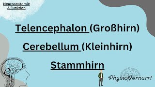 NeuroAnatomie  Telencephalon Großhirn Cerebellum Kleinhirn Stammhirn [upl. by Lengel100]