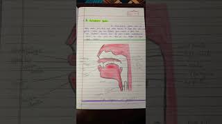 speech mechanism maenglish notes important viralvideo youtubeshorts NikitaSharmaNS [upl. by Deenya]